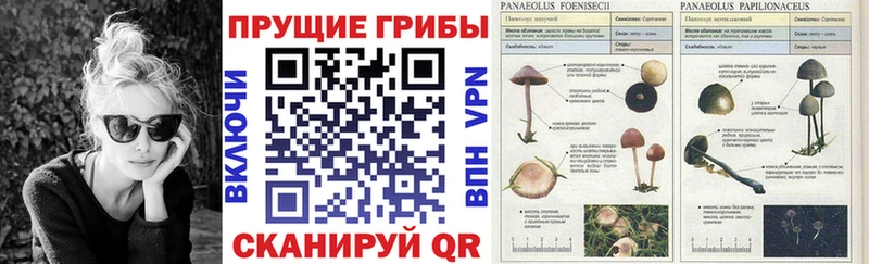 наркотики  Лакинск  Псилоцибиновые грибы MAGIC MUSHROOMS 